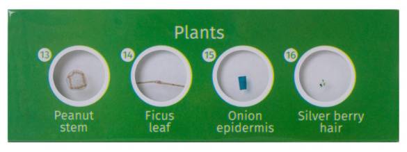 Levenhuk LabZZ P12 Bitkiler Hazırlanmış Slayt Seti (4247) - 1